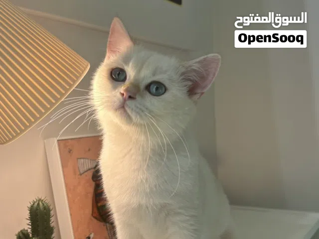 بيع قطط برتش بيور وسكوتش ستريت بيور العمر 6شهور لعوبين وخاليين من الامراض وعندهم جواز التحصينات