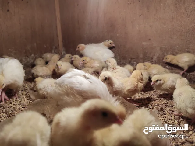 كتكوت سمان جامبو