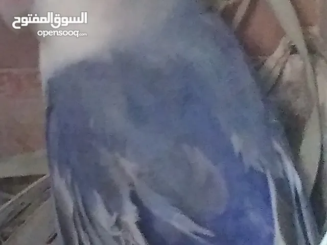 نتايه بركديلو روز مضحيه