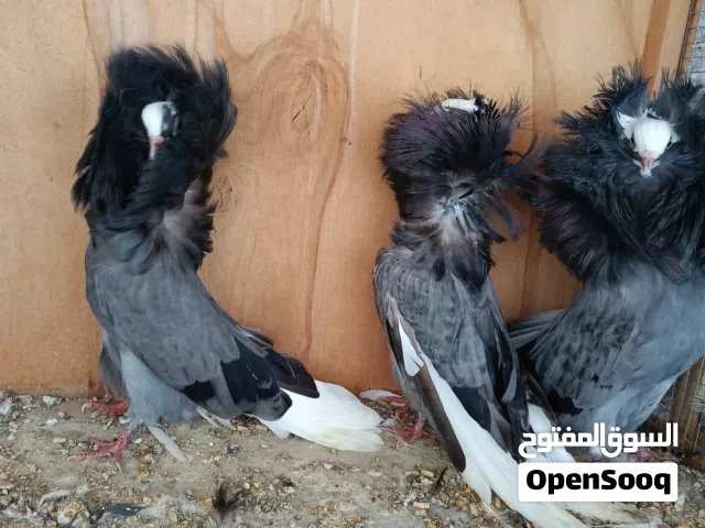 حمام جكوبين