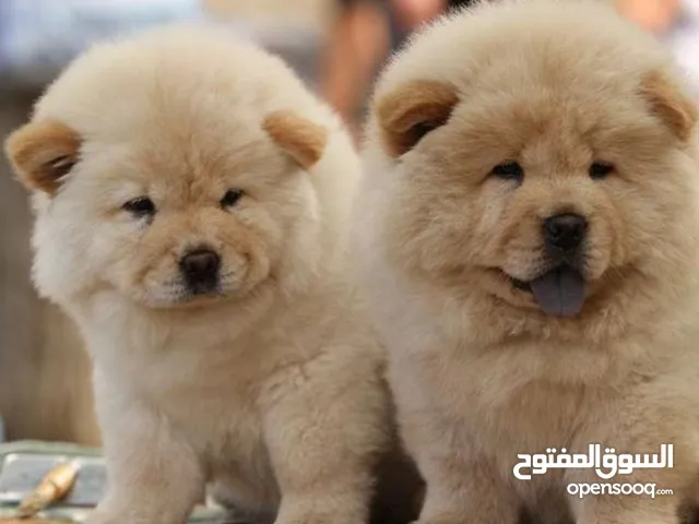 Chinese Chow Chow puppies are now available. Male and female, white in color. Known for their intel