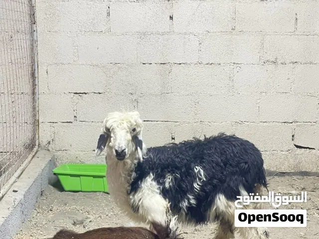 حمله وكبش لباني