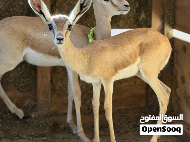 متاح جدي ريم المكان طرابلس