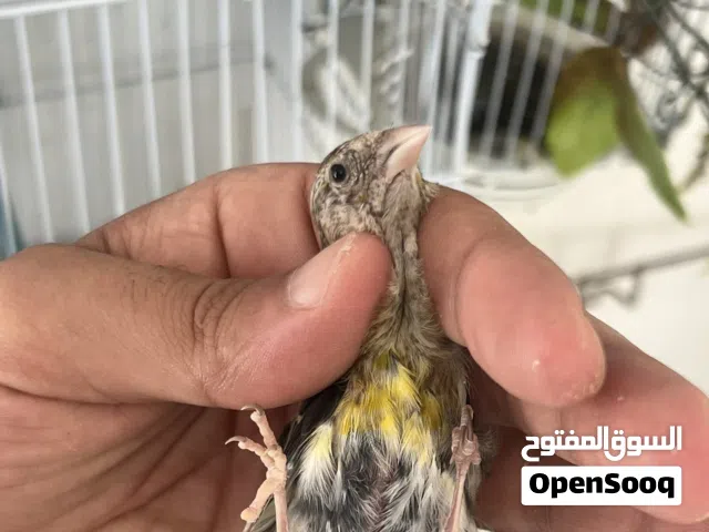 متوفر جغوله