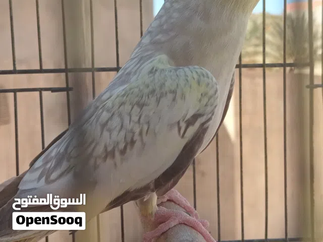 انثي كوكتيل ازابيل اللون المميز حاجة نضيفة