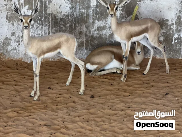 جدي وعناق ريم ترويض