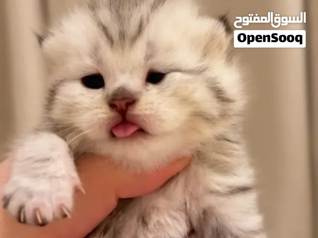 Pure Scottish fold/straight