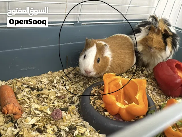 Female Short Hair Guinea Pig for Saleلبيع أنثى قيني بيق شورت هير، احتمال تكون حامل