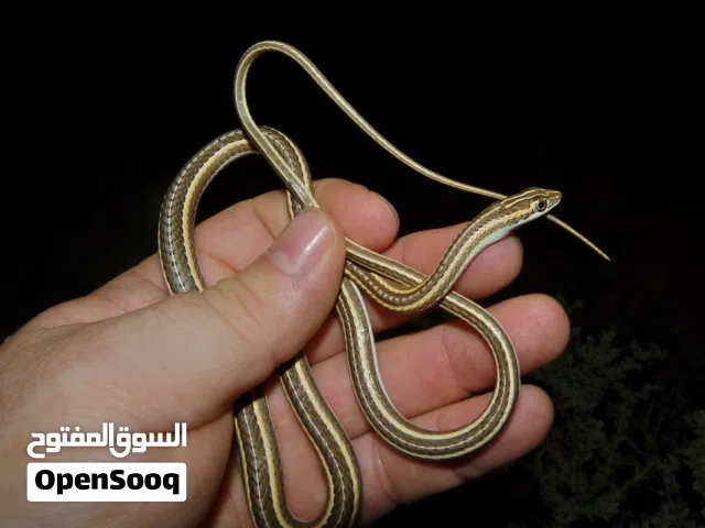 ثعبان صحراوي كبير و مميز و لا يسمم او يأدي اي  ضرر الحجم  85 سانتي متر و  مميز اللون و الحجم عندما
