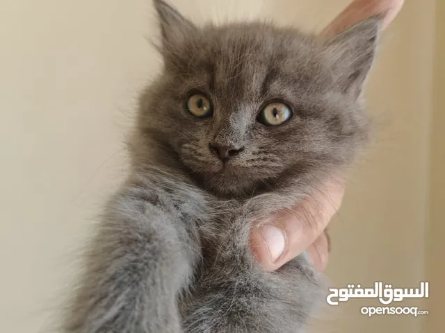 قط بريتش العمر شهرين