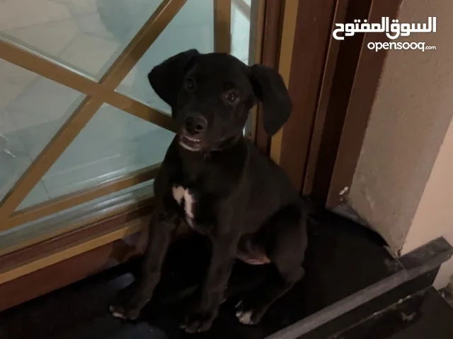Labrador black