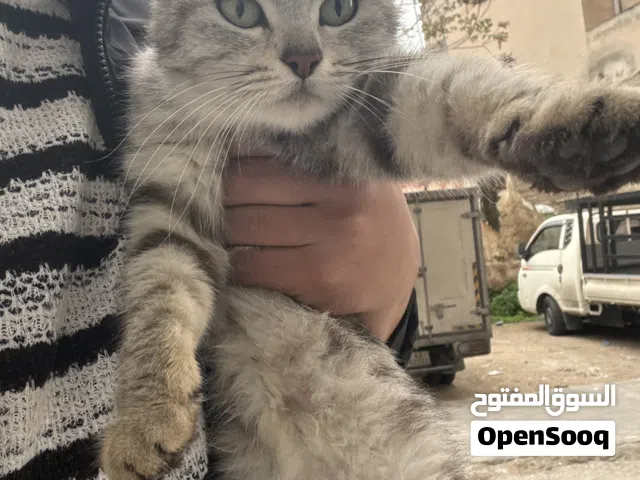 بسه هملايا للبيع معه أربع ولاد العمر أربع اسبيع التواصل علا الواتساب