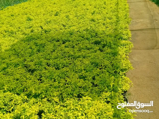 مشتل الخير