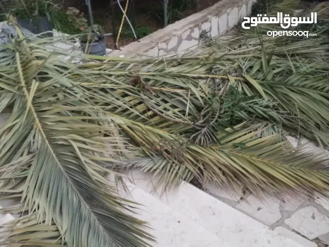 سعف نخل من اجود انواع السعف