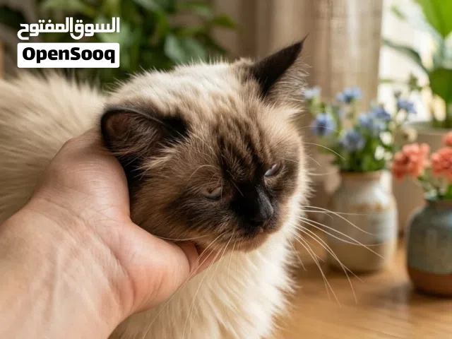 قطة انثى نوعها من السلالات الثلاث (الراغدول، البيرمان، والهيمالايا) صغيره  بالعمر صحتها ممتاززه