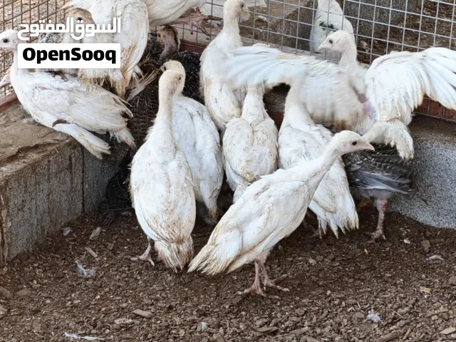 دجاج رومي هولندي
