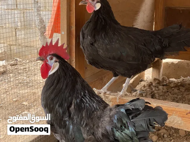 دجاج مهرج الاسباني فتوح جديد