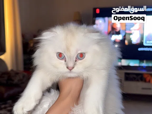 تلات قطط للبيع عمر شهرين