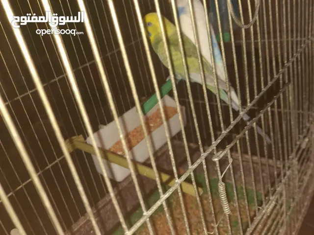 طيور زينه مش