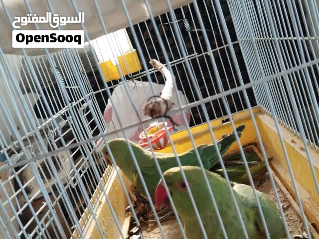 درة اخضر بلدي صحه ونظافه