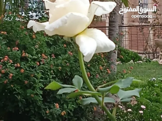 180 m2 3 Bedrooms Villa for Sale in Tripoli Souq Al-Juma'a