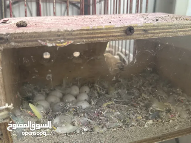 Breeding love birds