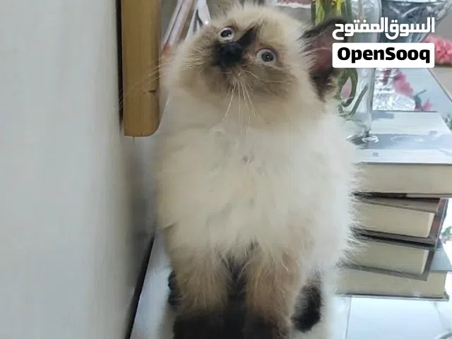 قطة صغيرة كتن هملايا