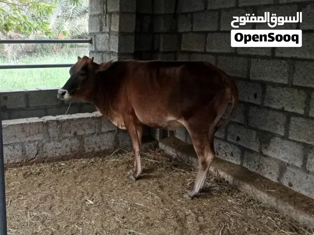 ابقار للبيع