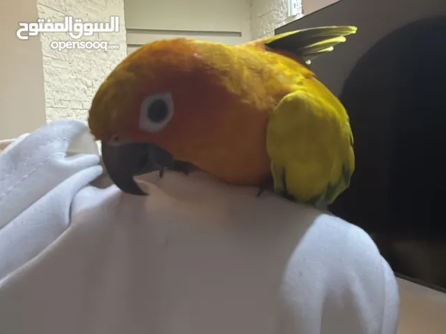 تتتتتااماا