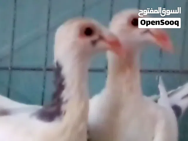 طرفين إنتاج خوات