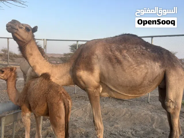 عزوف للبيع