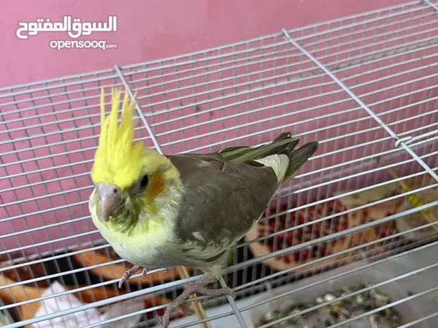 كوكتيل اليف بدايه فطام السعر 30
