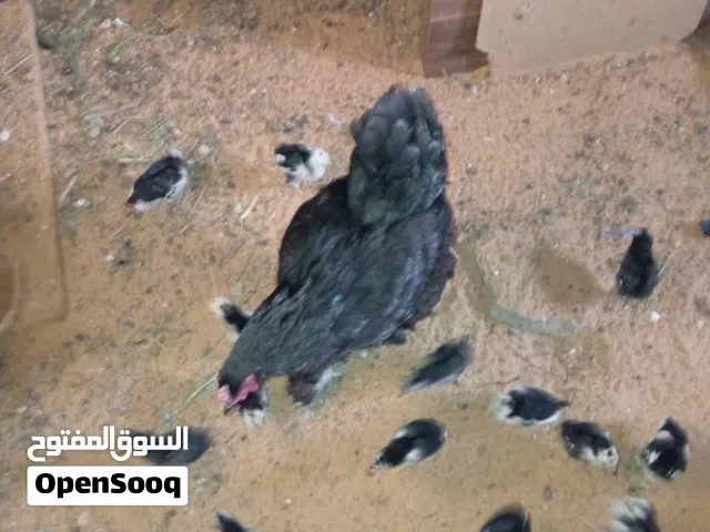دجاج براهما تحته14الفلوس