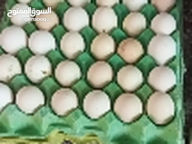 بيض بلد ي بخمسه لفقاسات مضمون 100/100وبيض حبش البيضه بدينار