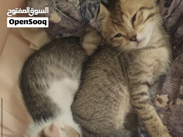 تبني قطاوه ام و كتن