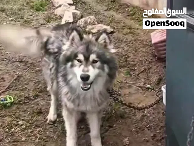 كلب  للبيع عمرهن سنه ونص الانثى  لونه ابيض وذكر الونه اسود وا ابيض
