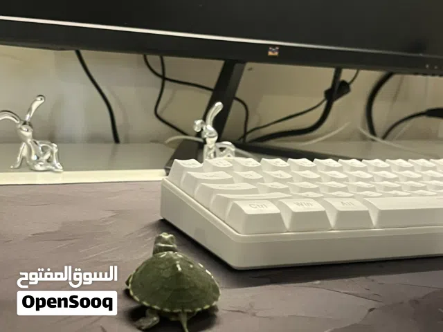 سلاحفاة برمائية صحة ممتازة مع كل مستلزماتها( ماشاءالله )
