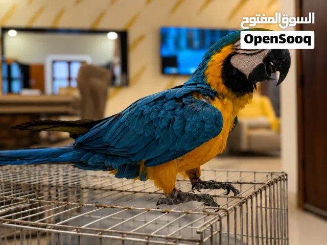 ببغاء مكاو