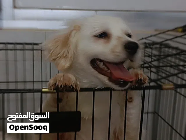 كلاب مالتيز فرنسي