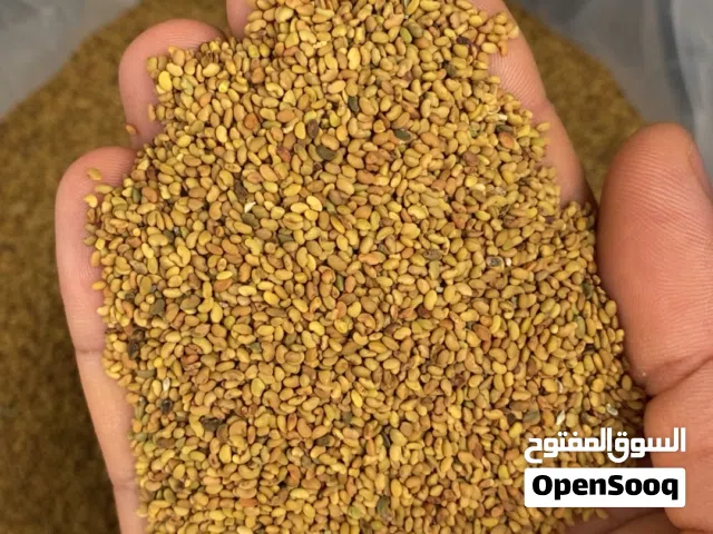 بذر قت عماني عمر 3سنوات مضمون انتاج شخصي انتاج الظاهره عبري سعر لمن 55