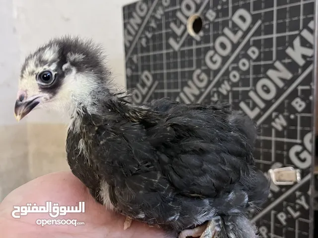 صوص باكستاني وبراهما