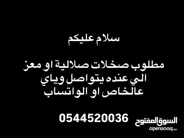 مطلوب حلال صلالي