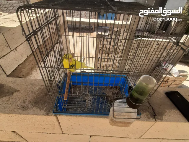 سلام عليكم ورحمه الله وباركاته اقرا الوصف يا غالي