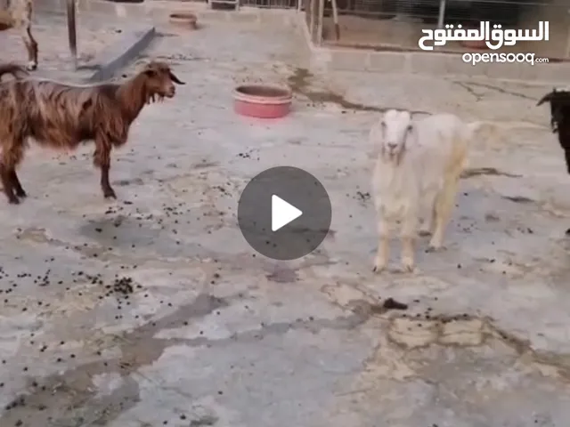 اغنام عمانيه