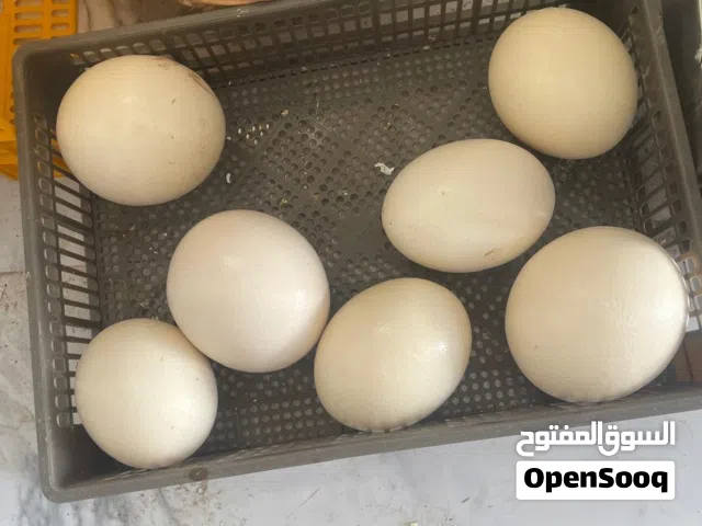 بيض نعام مخصب