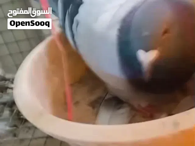 للبيع حمام يرجع سباق بدون شهايد الحبه على 3 الصامل حياه الله