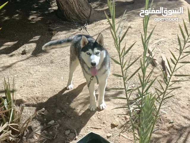 كلب هاسكي عمر ست شهور سعر مغري