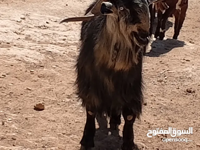 للبيع تيس بندوق كفاله هداد علي ردد