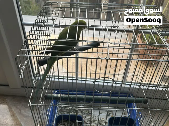 ذكر دره للبيع