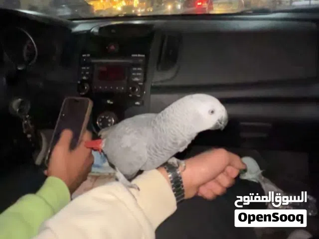 ببغاء افريقيا